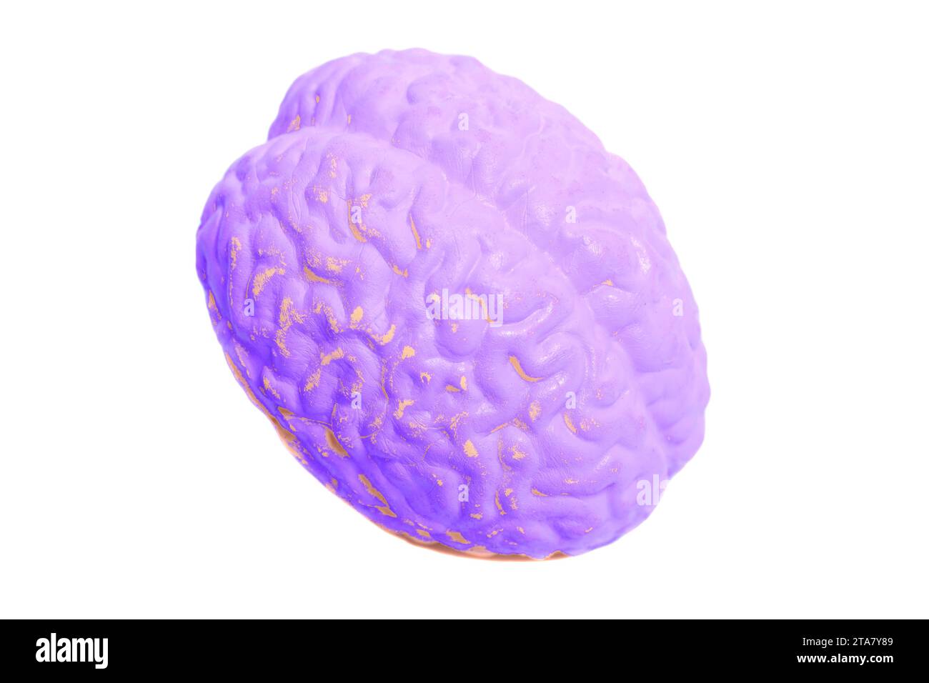 Human brain anatomical model isolated on white background Stock Photo ...