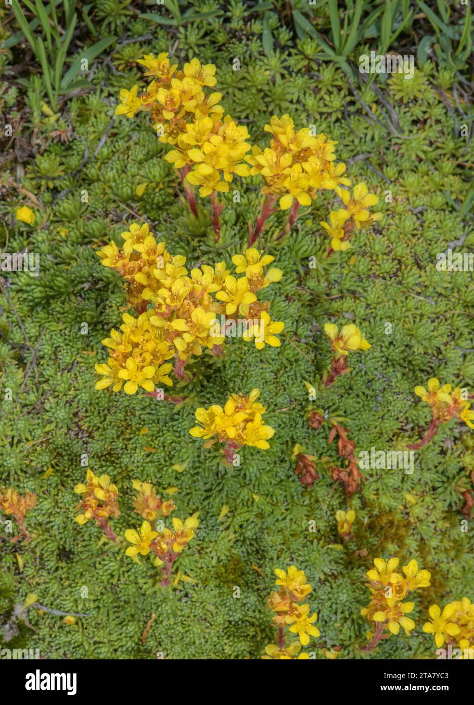 Ferdinand saxifrage, Saxifraga ferdinandi-coburgi in flower, from the Rhodopi mountains. Stock Photo