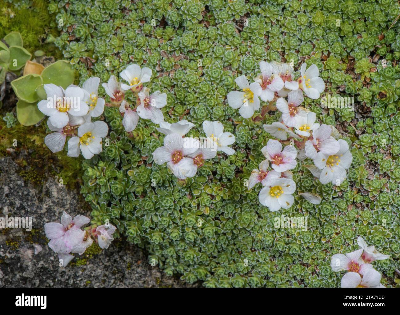 A saxifrage, Saxifraga marginata on limestone, in Greece. Stock Photo