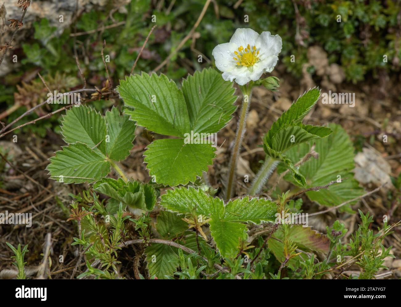 Green strawberry, Fragaria viridis, in flower, Alps. Stock Photo