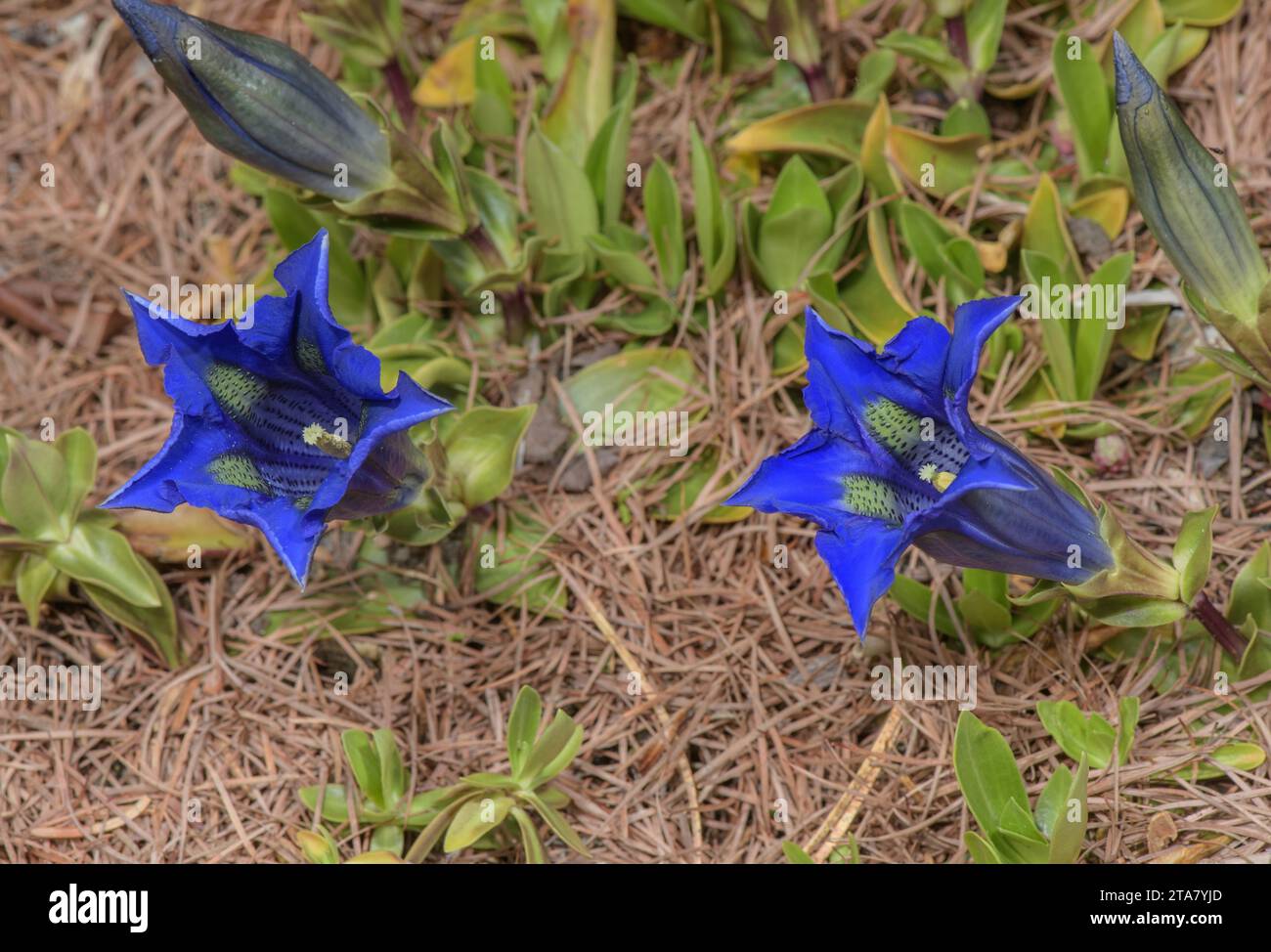 Dinaric Trumpet Gentian, Gentiana dinarica in flower, Dinaric Alps. Stock Photo