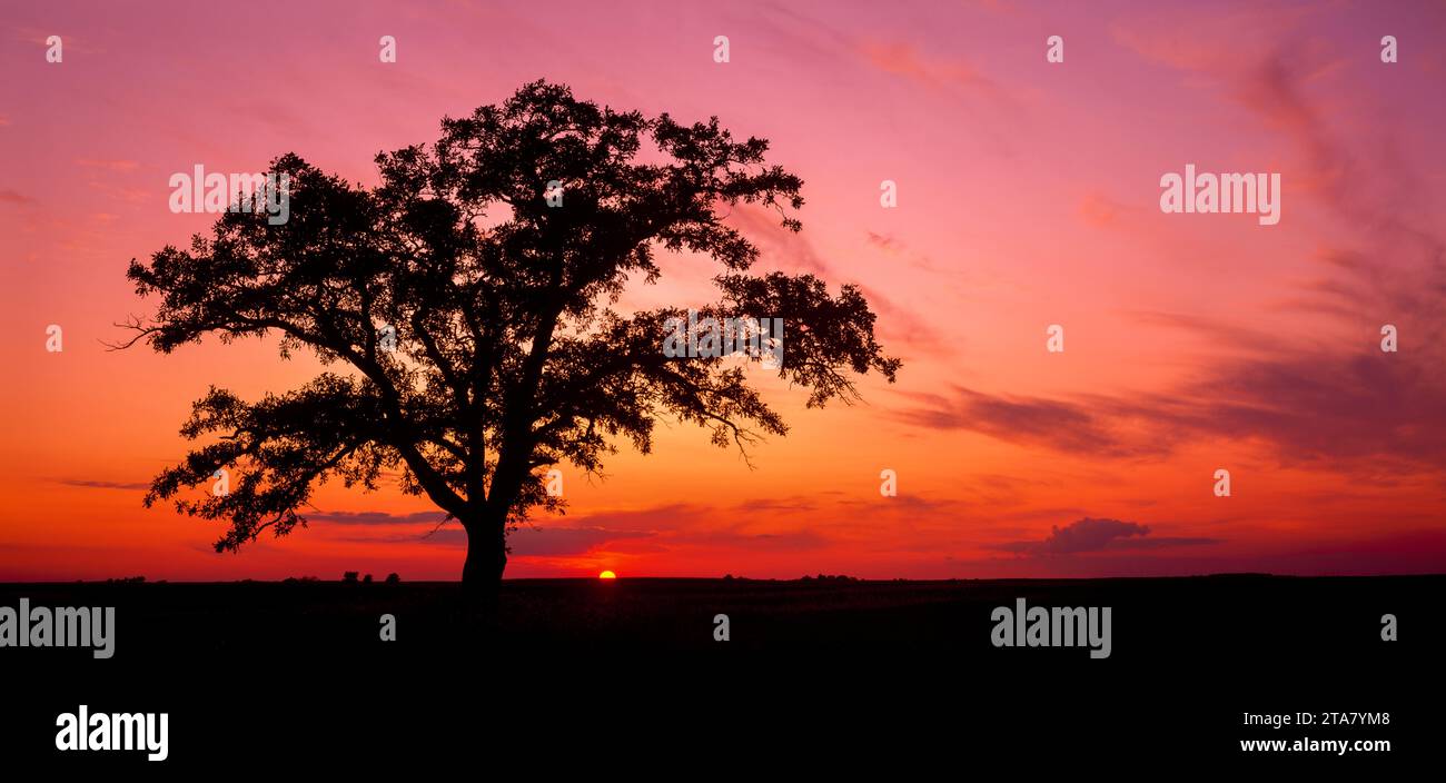 Tree silhouette moody sky hi-res stock photography and images - Alamy