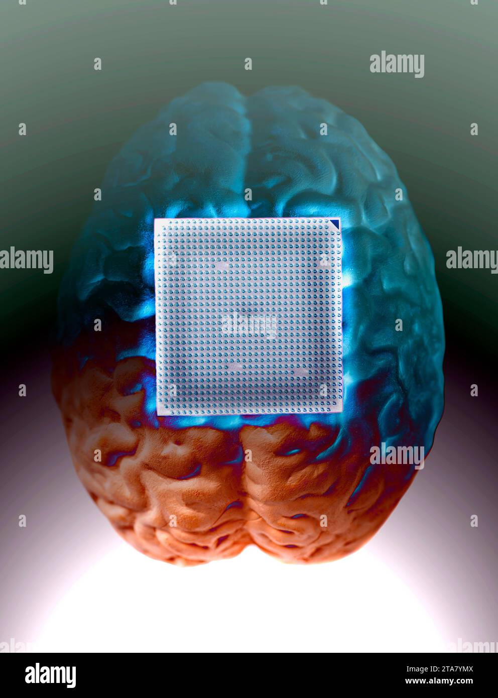 Human brain anatomical model with CPU processor microchip Stock Photo