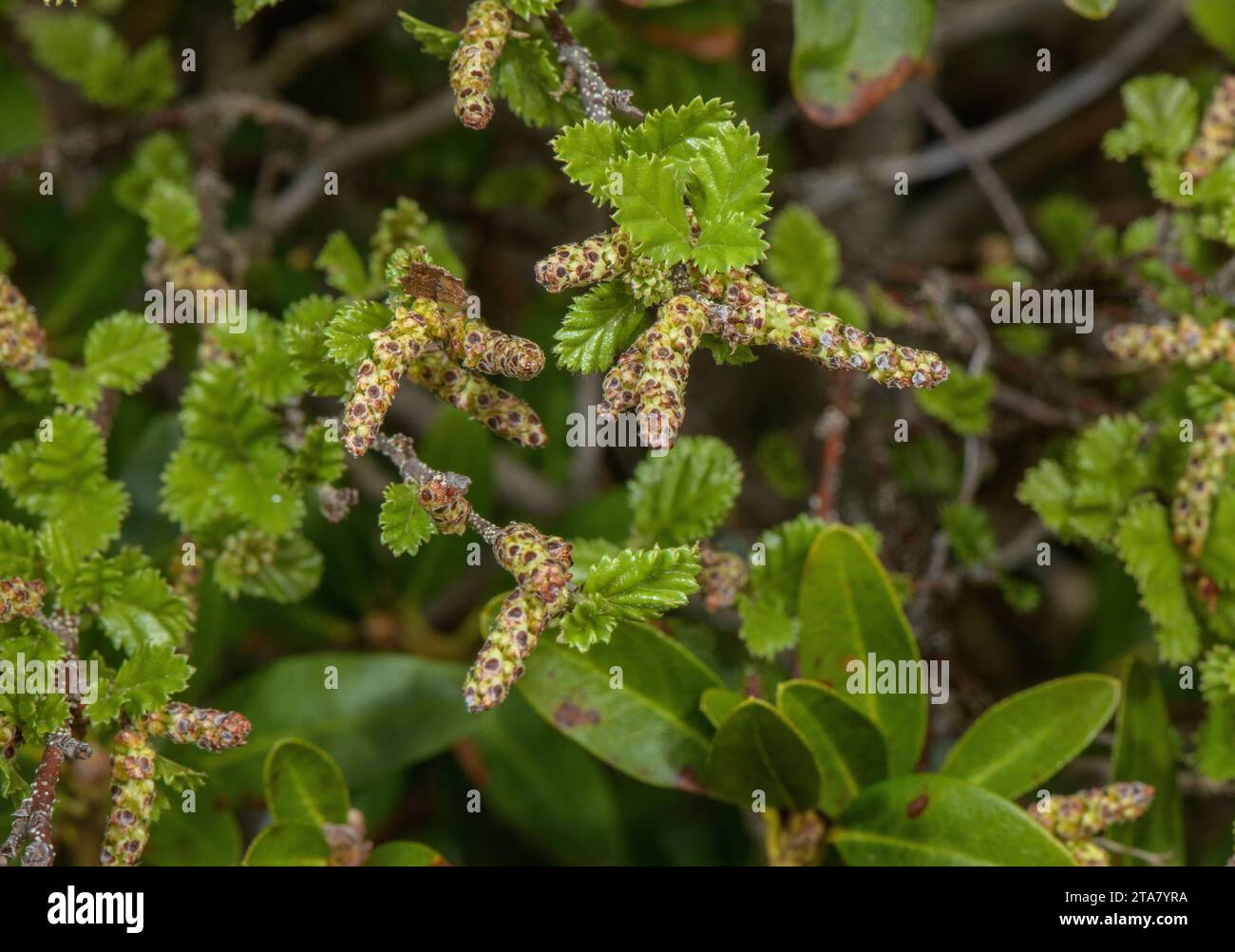 Shrubby Birch, Betula humilis with catkins, in spring. Stock Photo