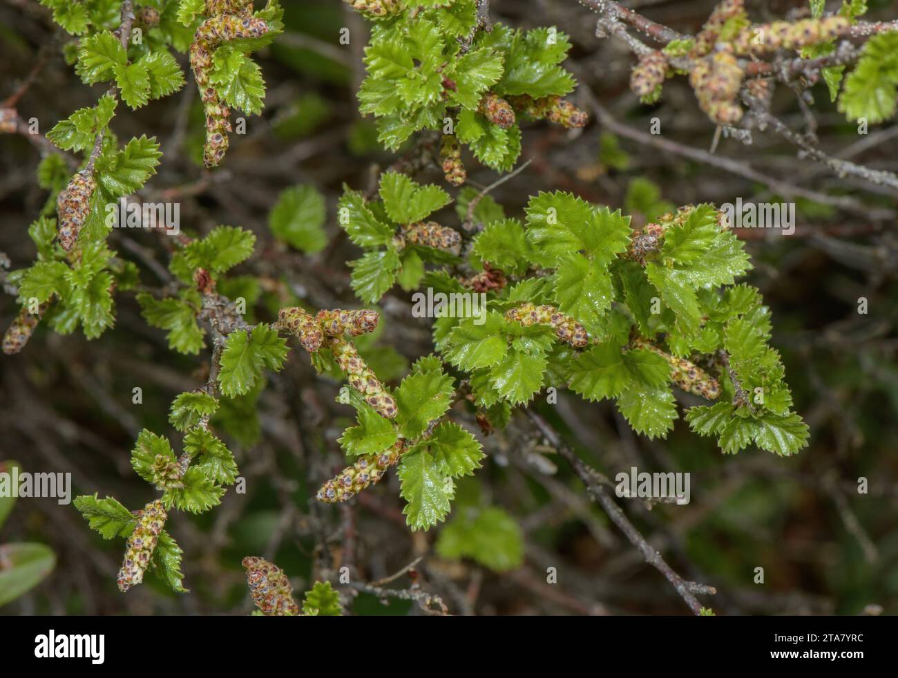 Shrubby Birch, Betula humilis with catkins, in spring. Stock Photo