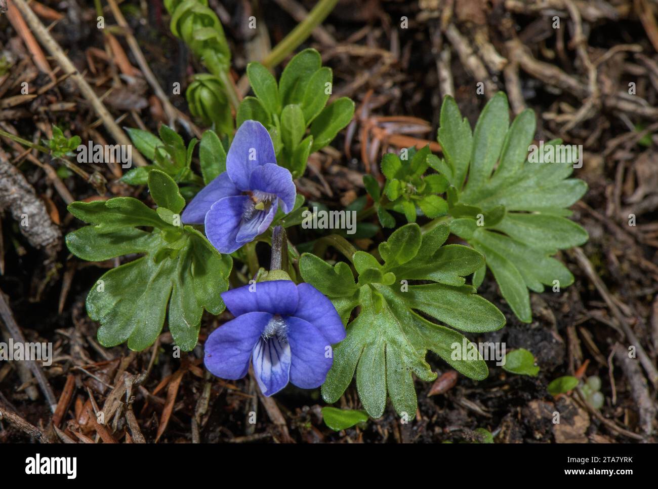 Pinnate Violet, Viola pinnata in flower on limestone in the Swiss Alps. Stock Photo