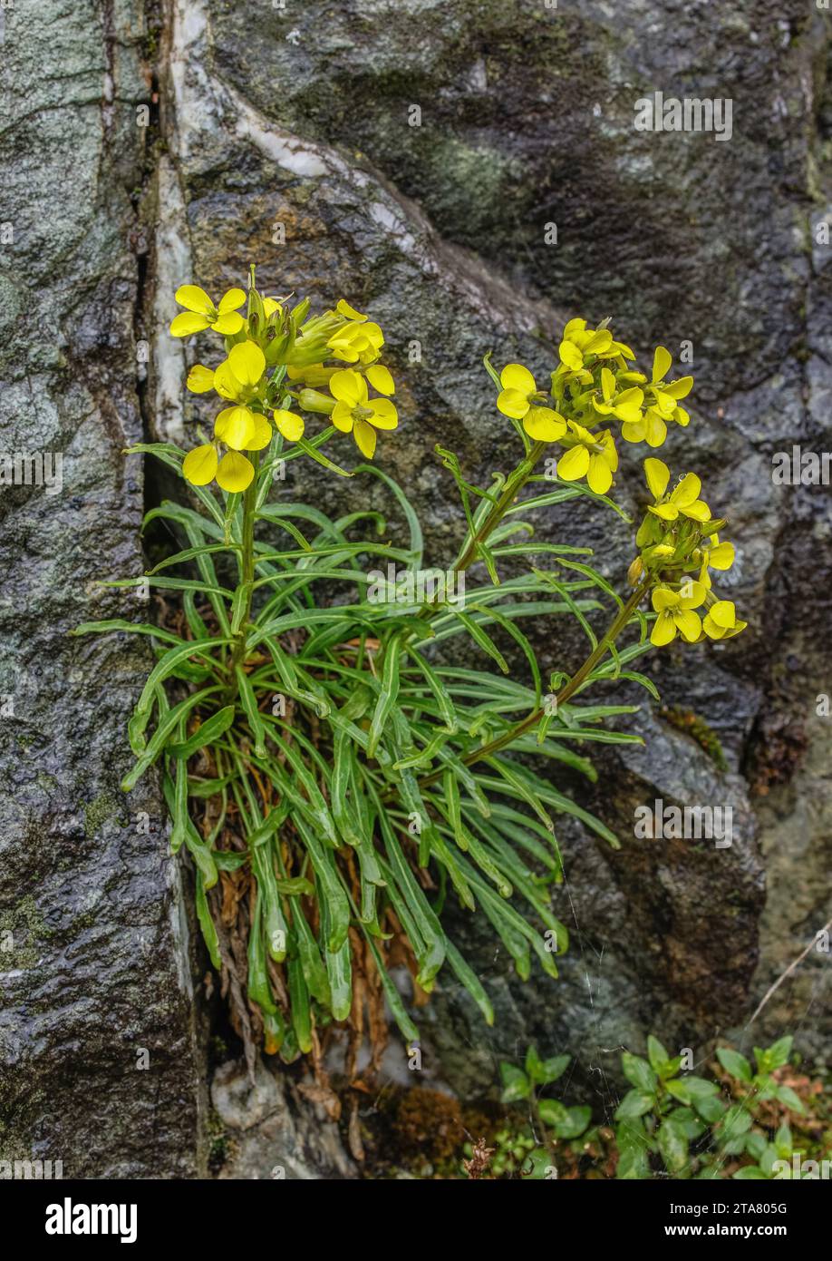 Wood Treacle-Mustard, Erysimum sylvestre, NE Italy. Stock Photo