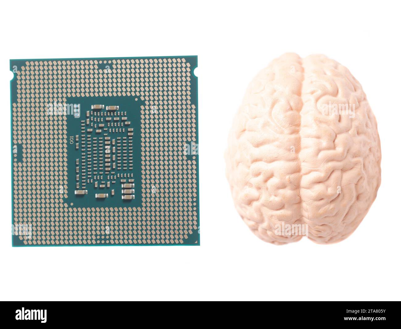 Human brain anatomical model with CPU processor microchip isolated on ...