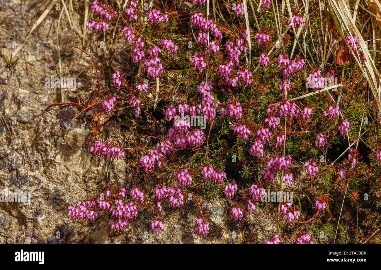 Winter heath or Alpine heath, Erica carnea, in flower in spring, Julian Alps. Stock Photo