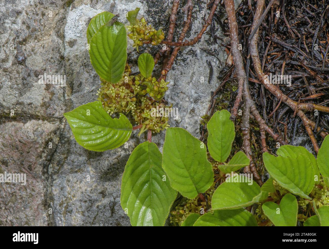 Dwarf Buckthorn, Rhamnus pumilus, in flower on limestone, Julian Alps. Stock Photo