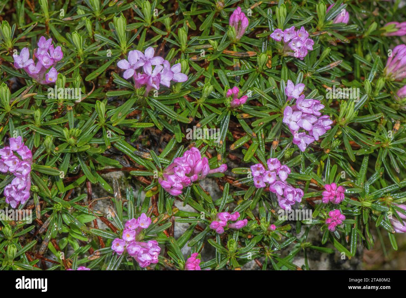 A shrubby Daphne, Daphne arbuscula, endemic to a small area of Slovakia. Stock Photo
