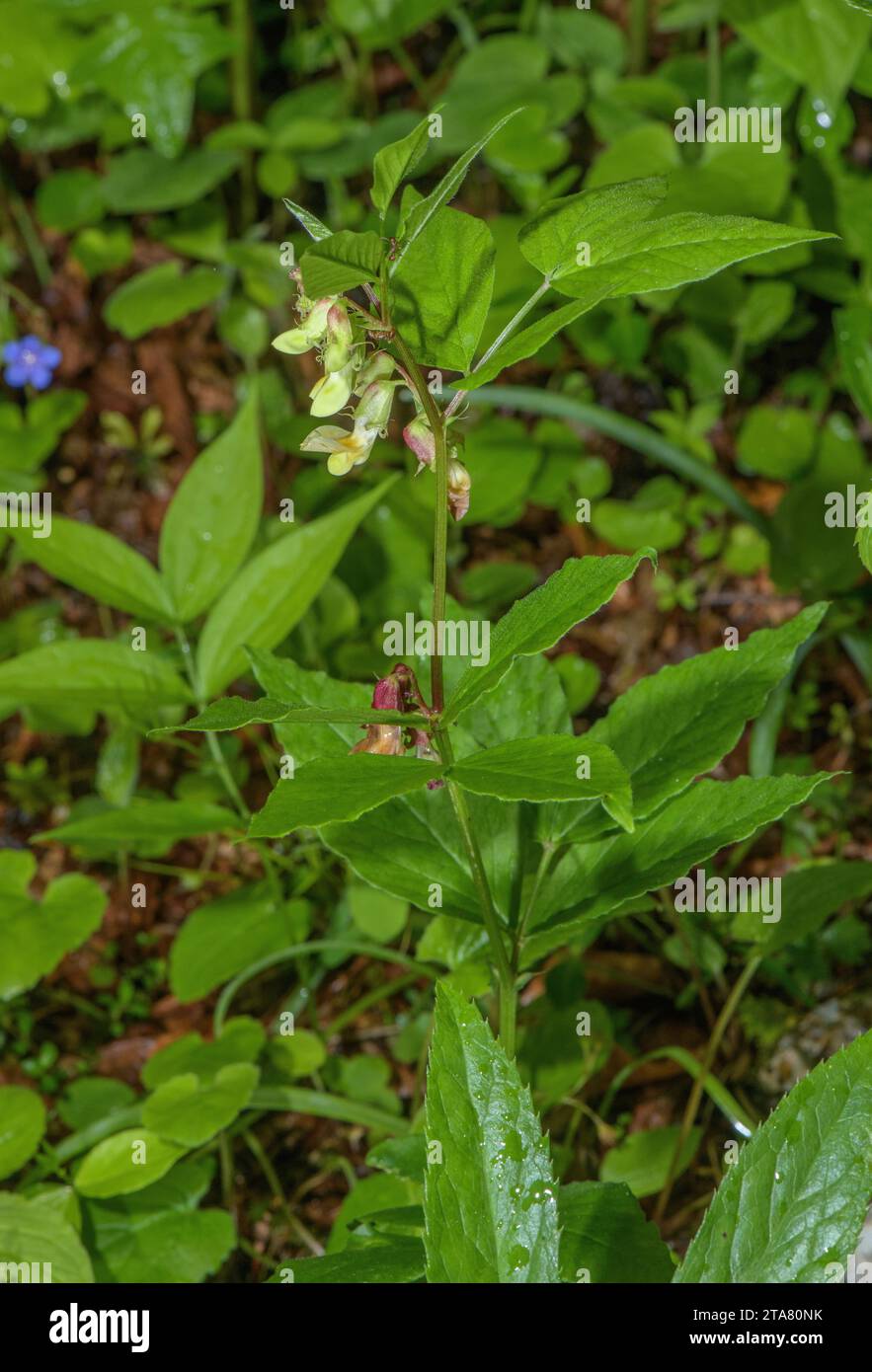 A form of Yellow Pea, Lathyrus laevigatus subsp. occidentalis, in flower. Alps. Stock Photo