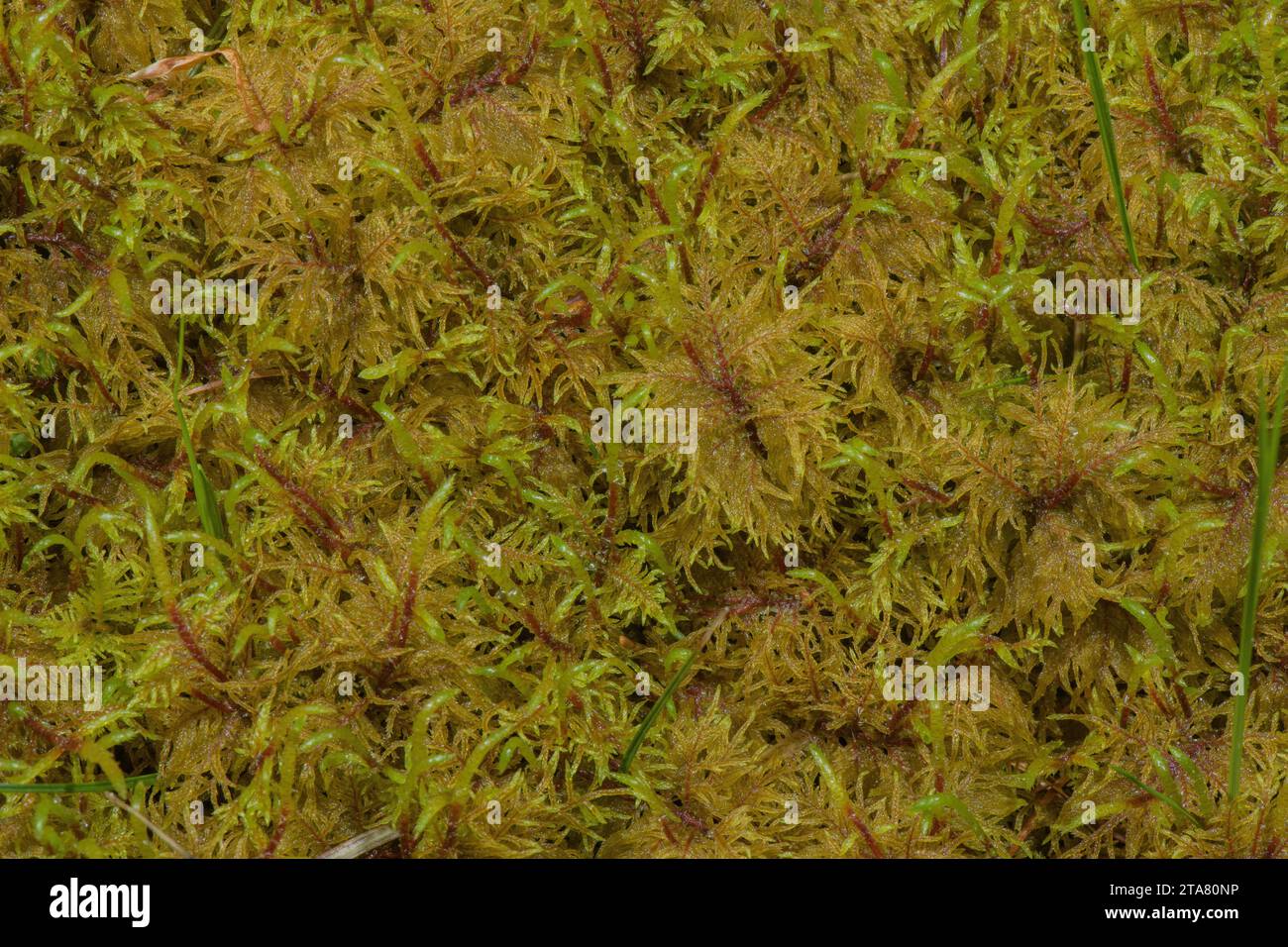 Cypress-leaved plaitmoss, Hypnum cupressiforme - a common and widespread woodland moss. Stock Photo