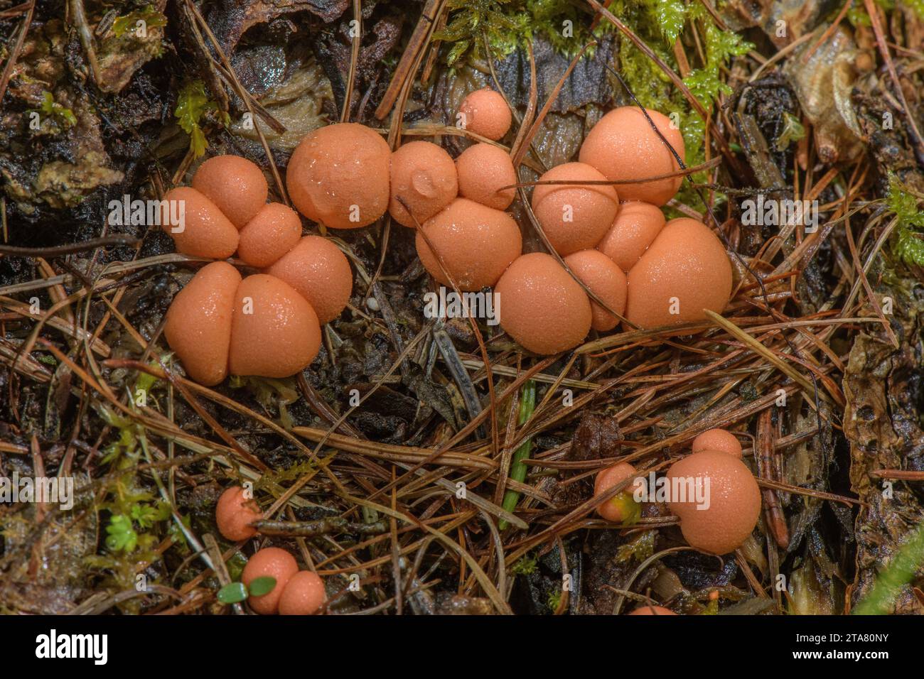 Wolf's milk, Lycogala epidendrum, - the aethalia or fruiting bodies of a slime-mould. Stock Photo