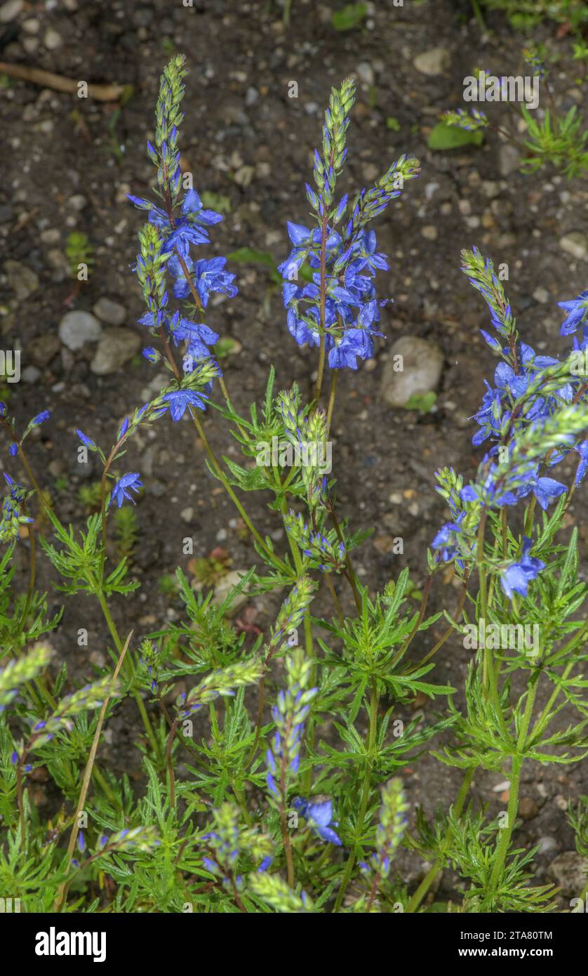 Broadleaf speedwell, Veronica austriaca subsp. jacquinii, in flower, eastern Europe. Stock Photo