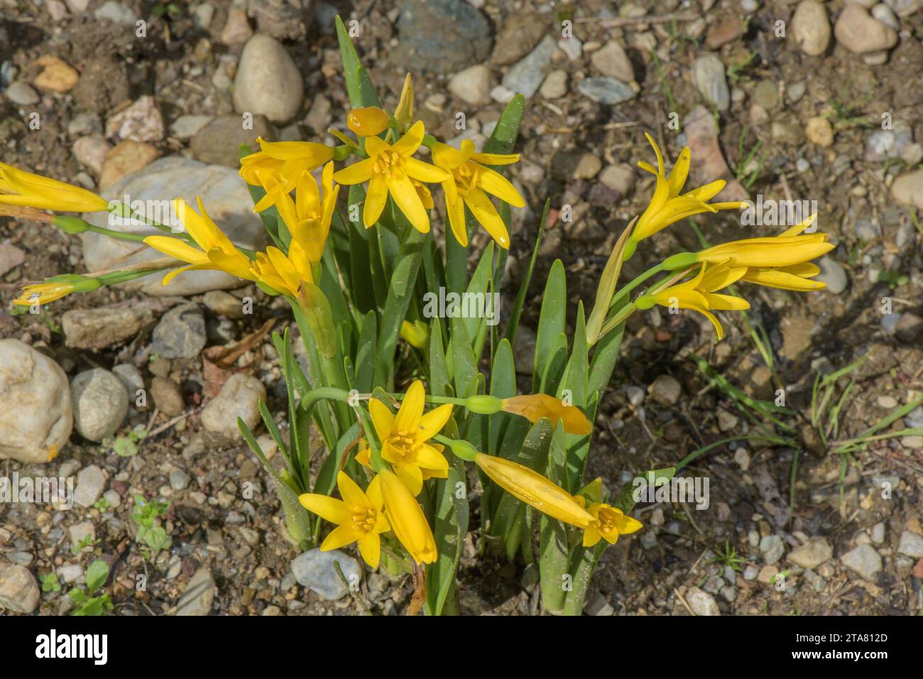 Yellow fire lily, Cyrtanthus breviflorus in flower; damp grassland, South Africa. Stock Photo