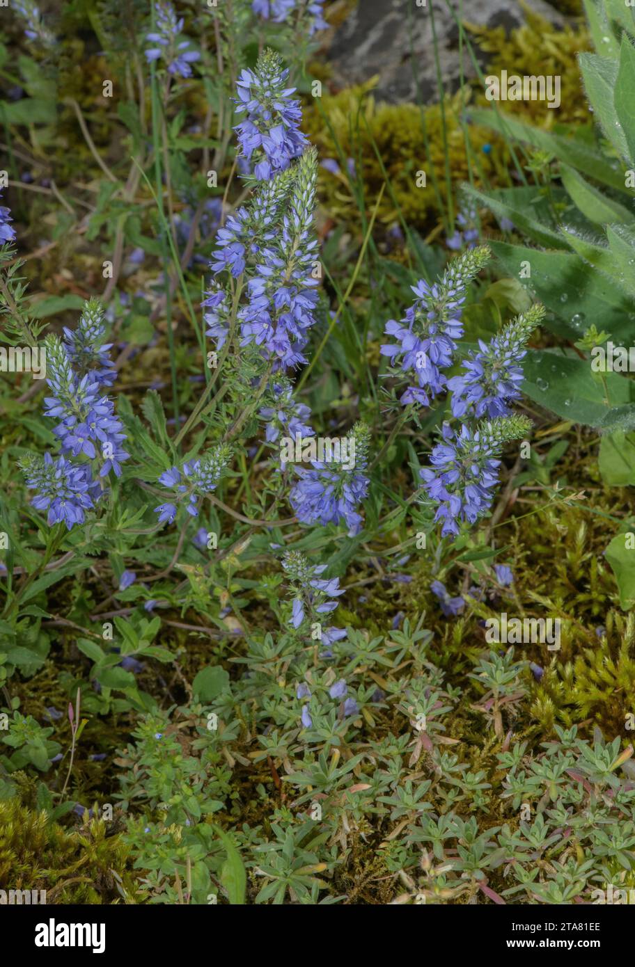 Prostrate speedwell, Veronica prostrata in flower in rocky grassland. Stock Photo