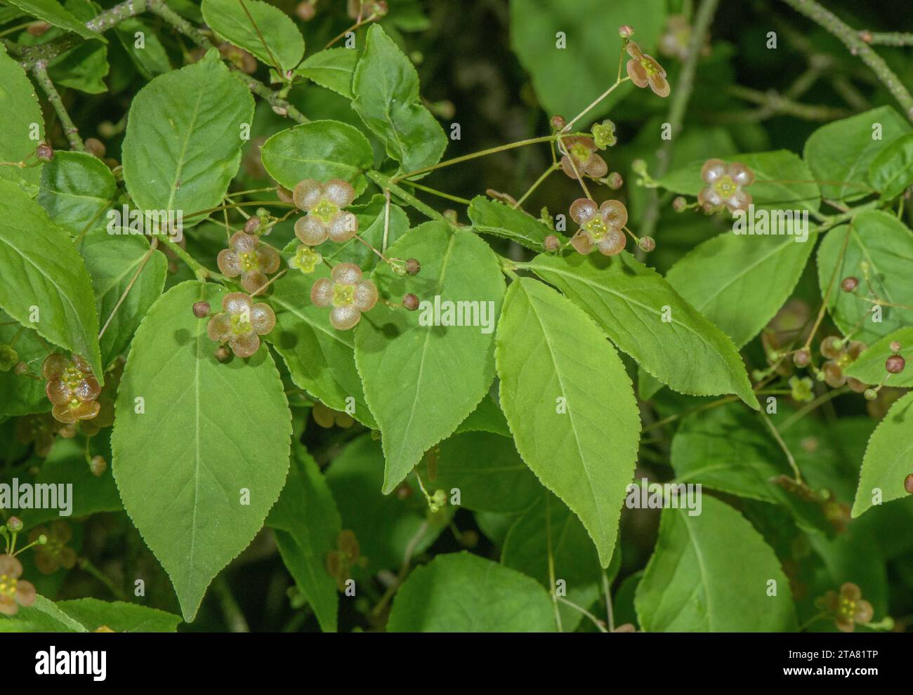 Warty Spindle, Euonymus verrucosus bush in flower in spring. Eastern Alps. Stock Photo