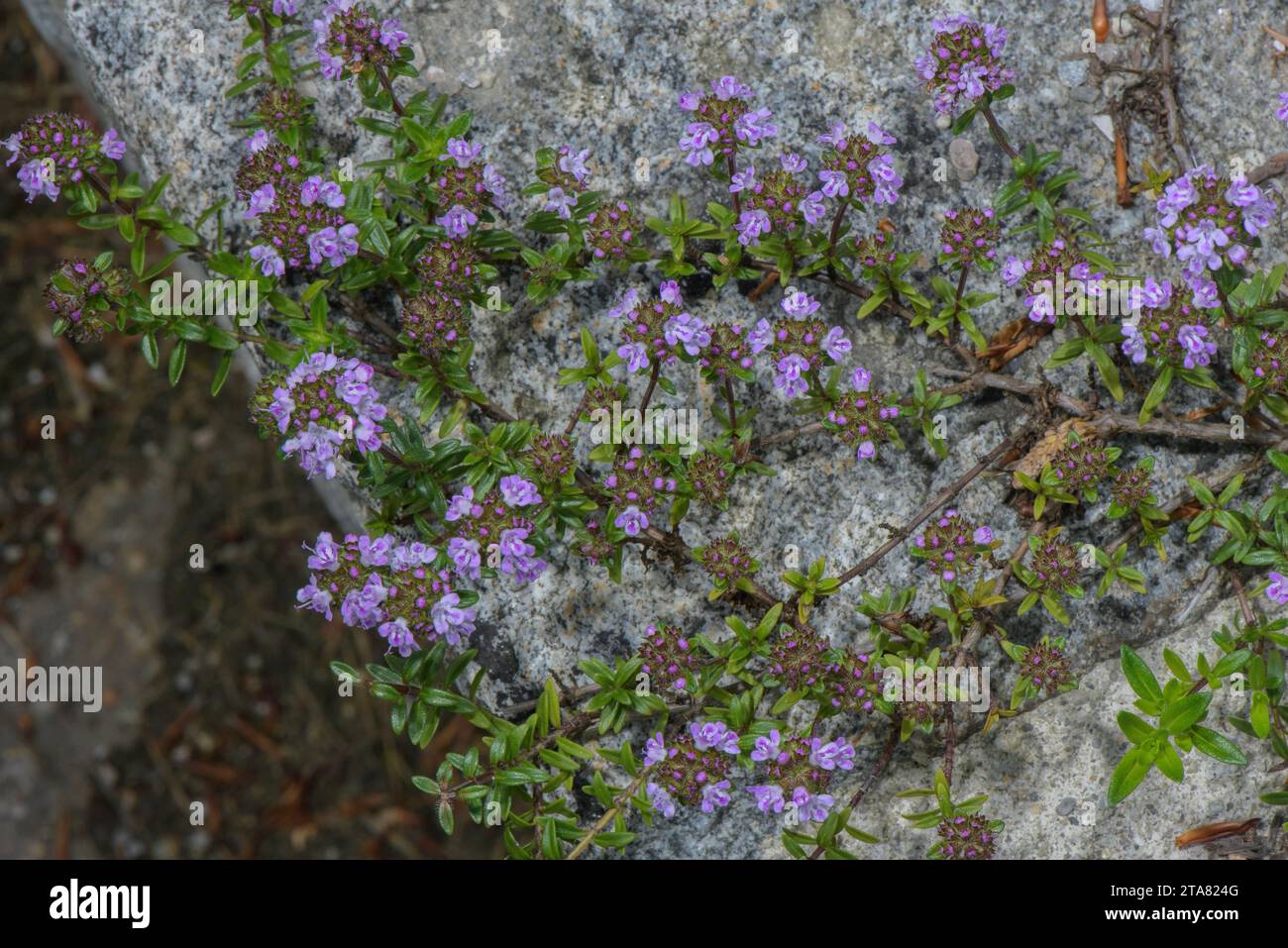 A Wild Thyme, Thymus longicaulis ssp. odoratus in flower, from south-east Europe. Stock Photo