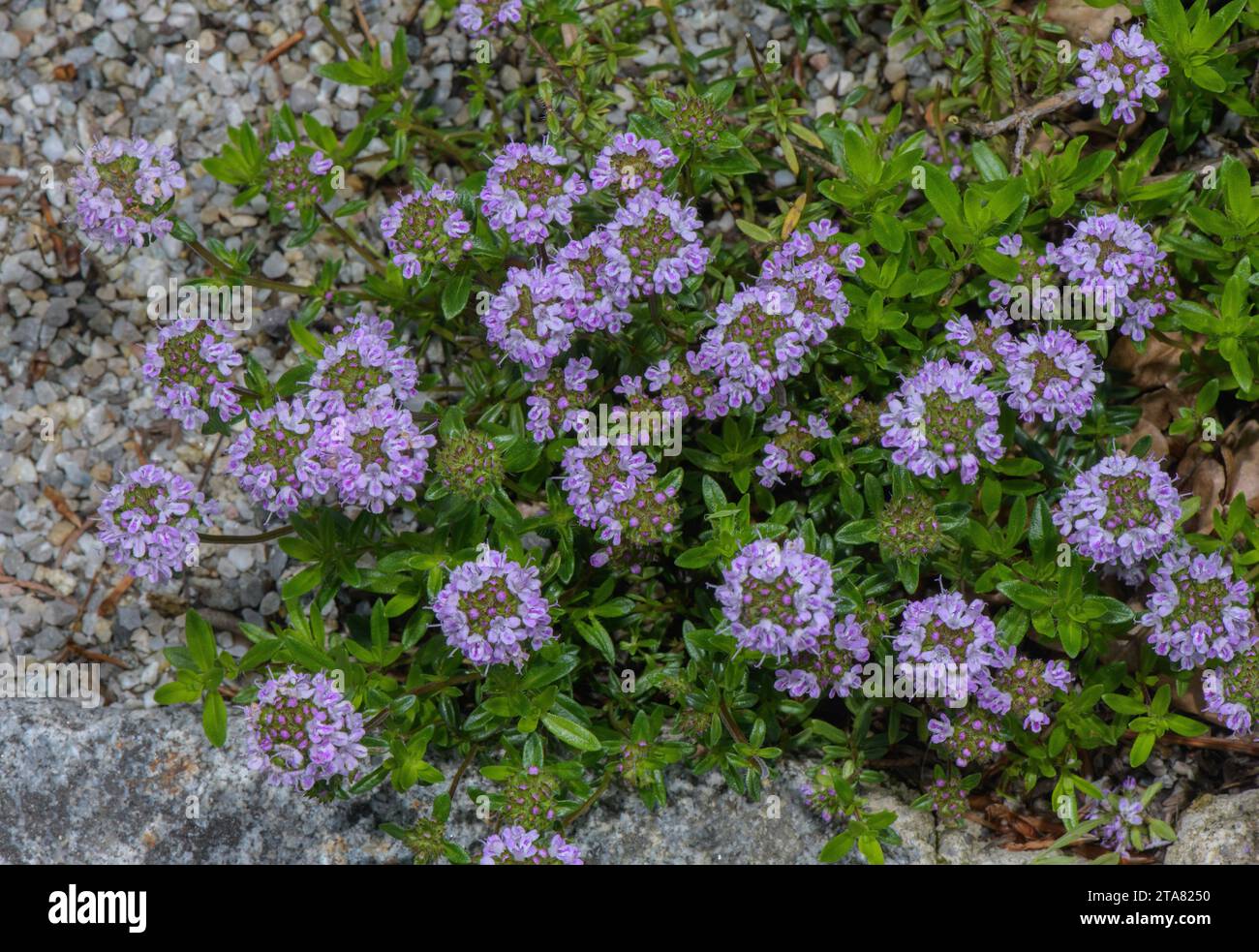 A Wild Thyme, Thymus longicaulis ssp. odoratus in flower, from south-east Europe. Stock Photo