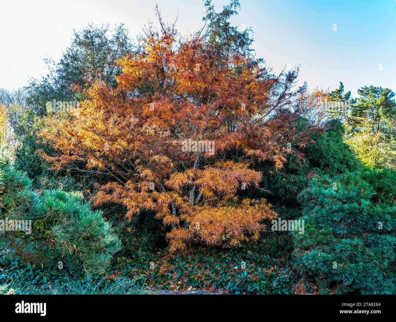 Trees in autumn at Kuboat Gardens in Seattle, Washington Stock Photo ...