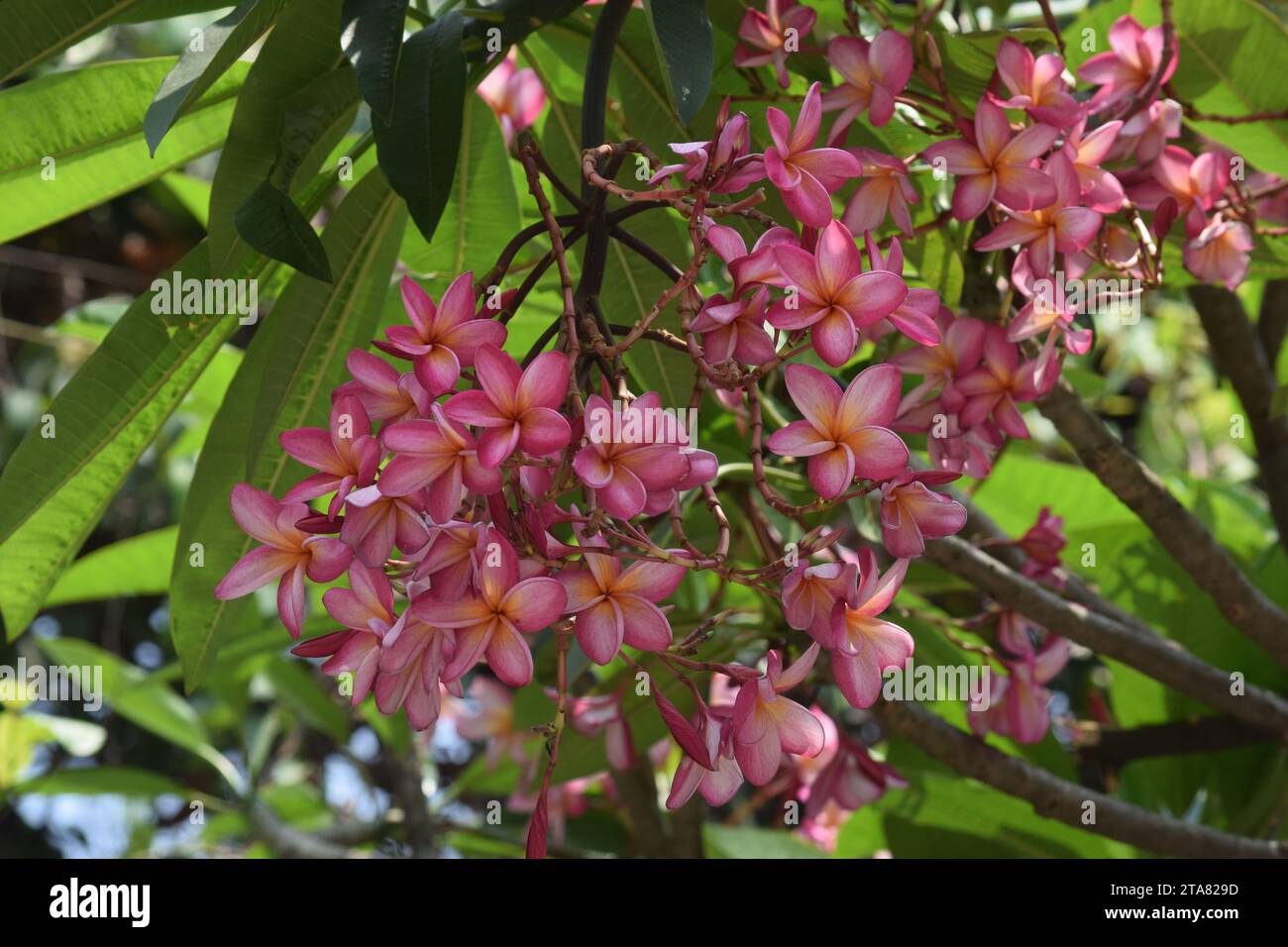 Plumeria sp hires stock photography and images Alamy