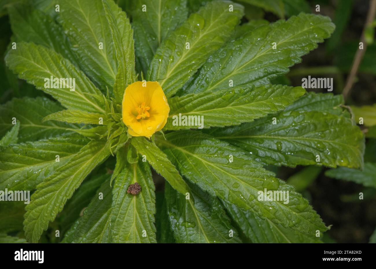 Damiana, Turnera diffusa in flower. A shrub from south-east USA. Stock Photo