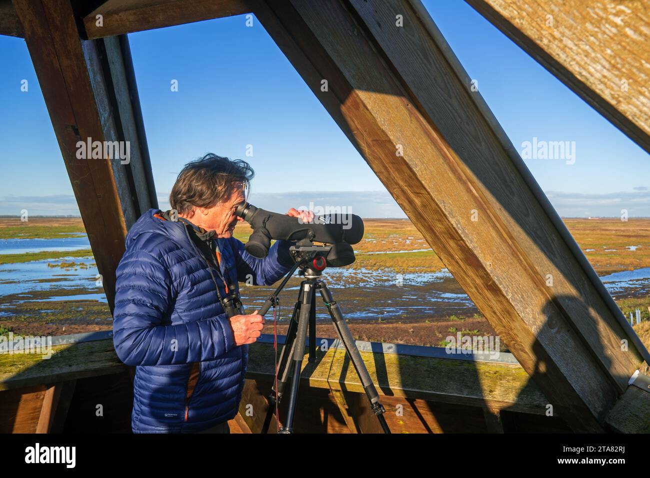 Birdwatcher looking through telescope over salt marsh of the Western Scheldt estuary at nature reserve Verdronken Land van Saeftinghe, Netherlands Stock Photo