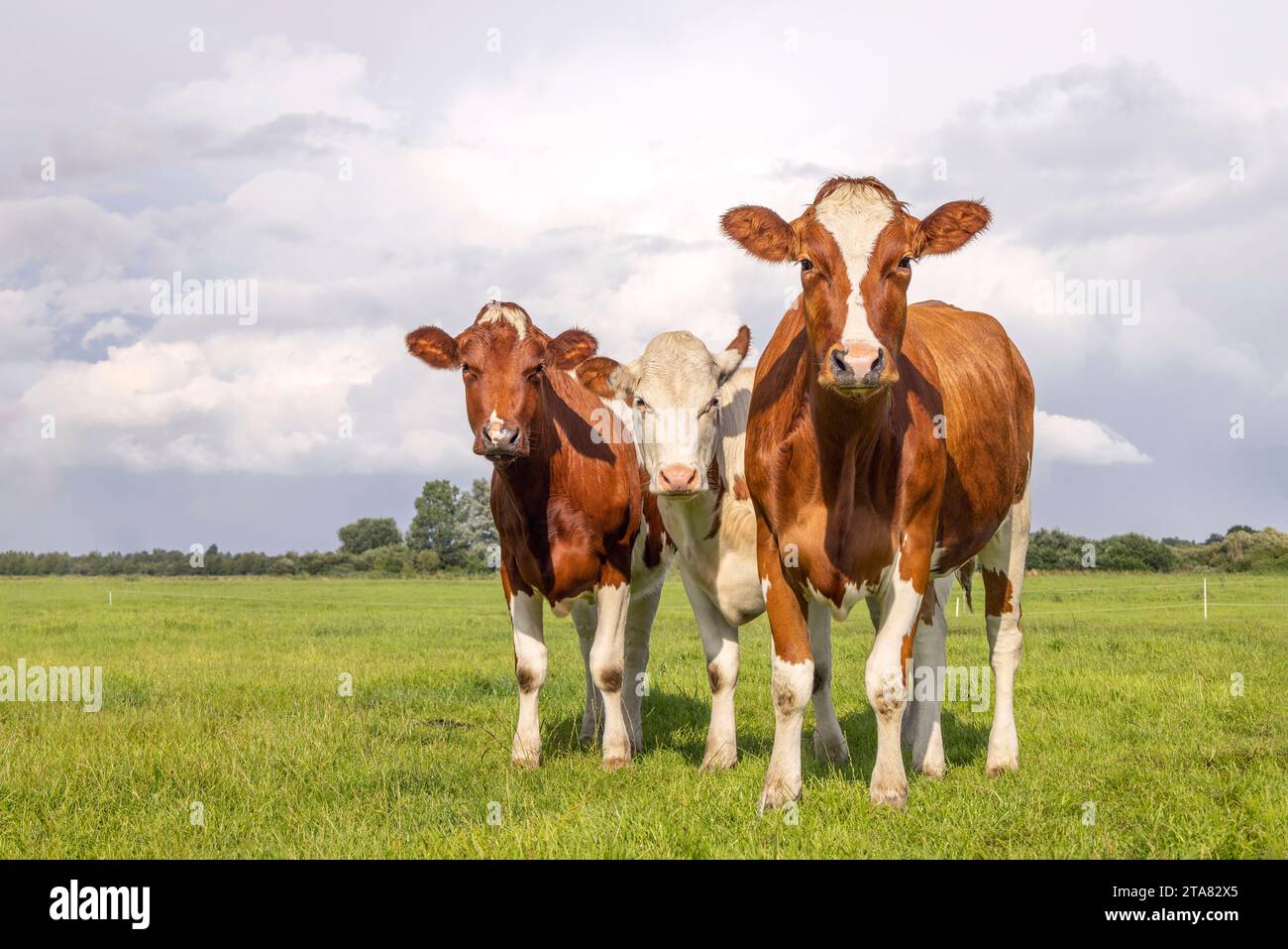 Three young cows, looking curious red and white, in a green field under a blue sky and horizon over land Stock Photo