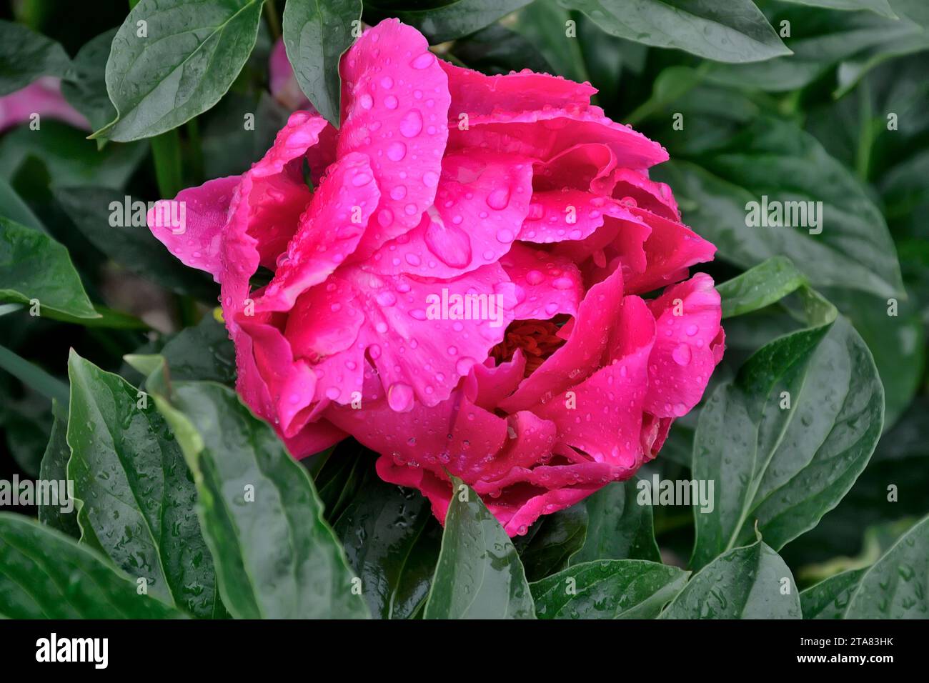 Hybrid semi-double bright pink peony variety Paula Fay in droplets of summer rain. Paeony is classic garden plant that add a little nostalgia and char Stock Photo