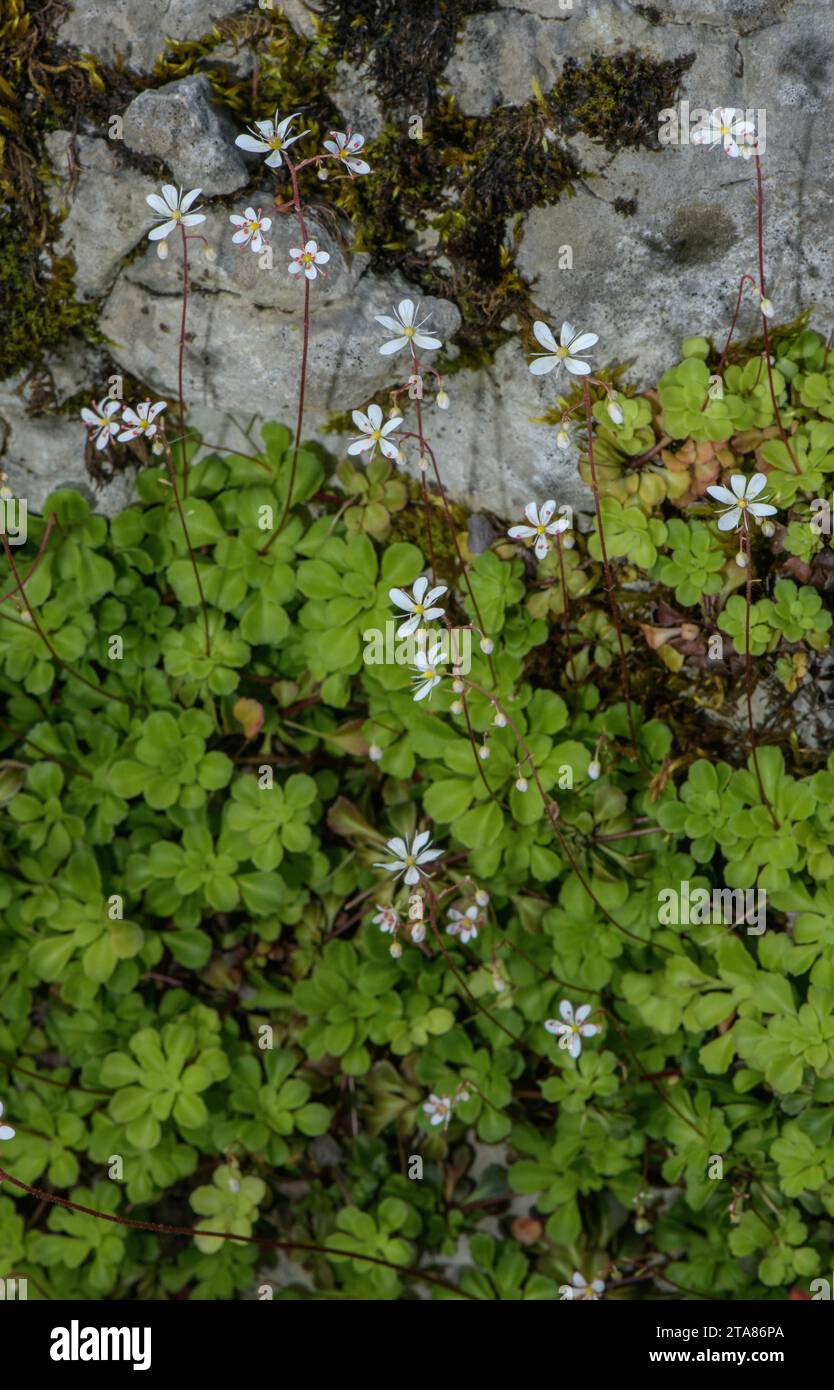 Lesser Londonpride, Saxifraga cuneifolia in flower. Alps. Stock Photo