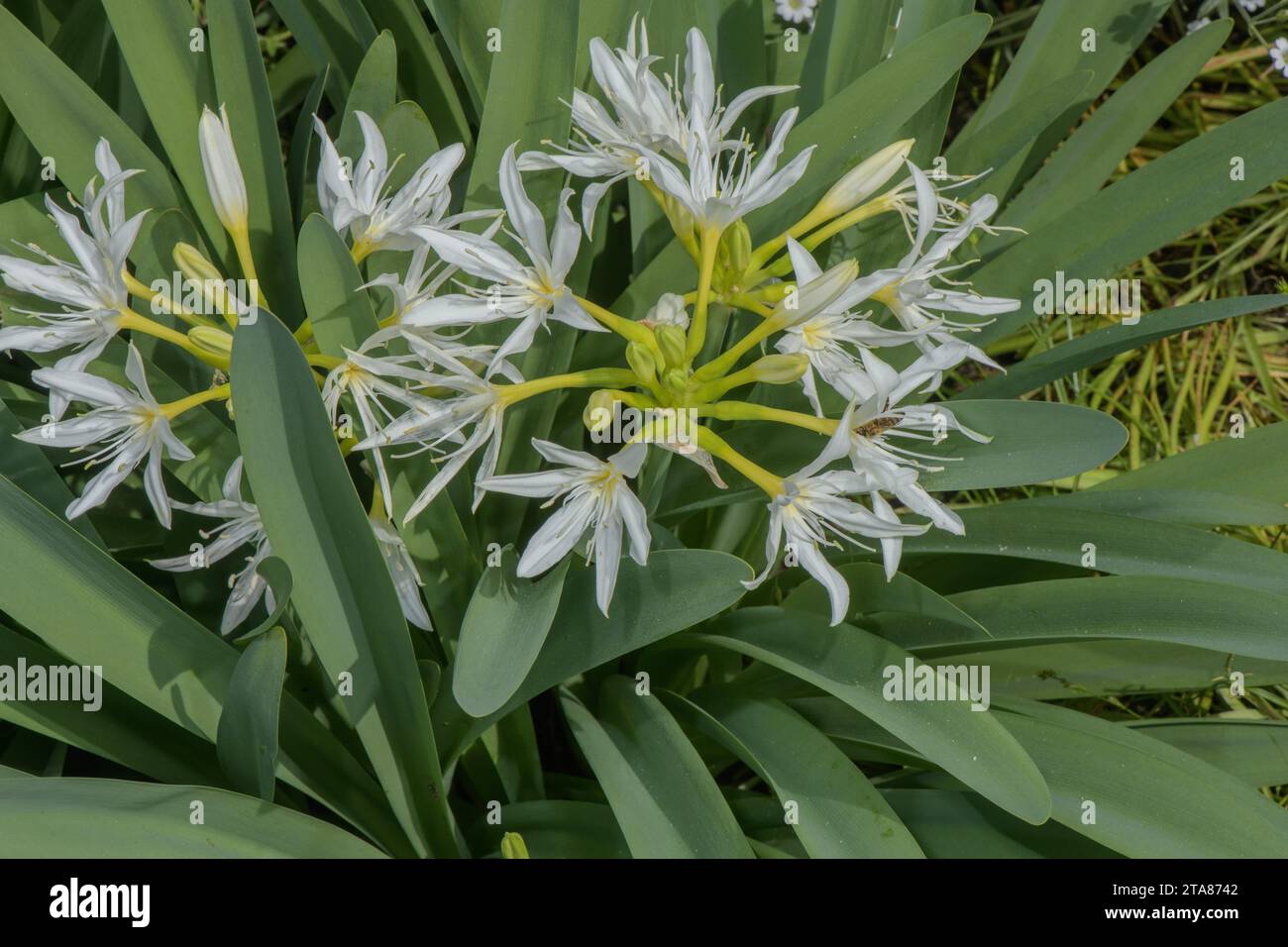 Illyrian Sea Lily, Pancratium illyricum in flower in spring. Endemic to Corsica and Sardinia. Stock Photo