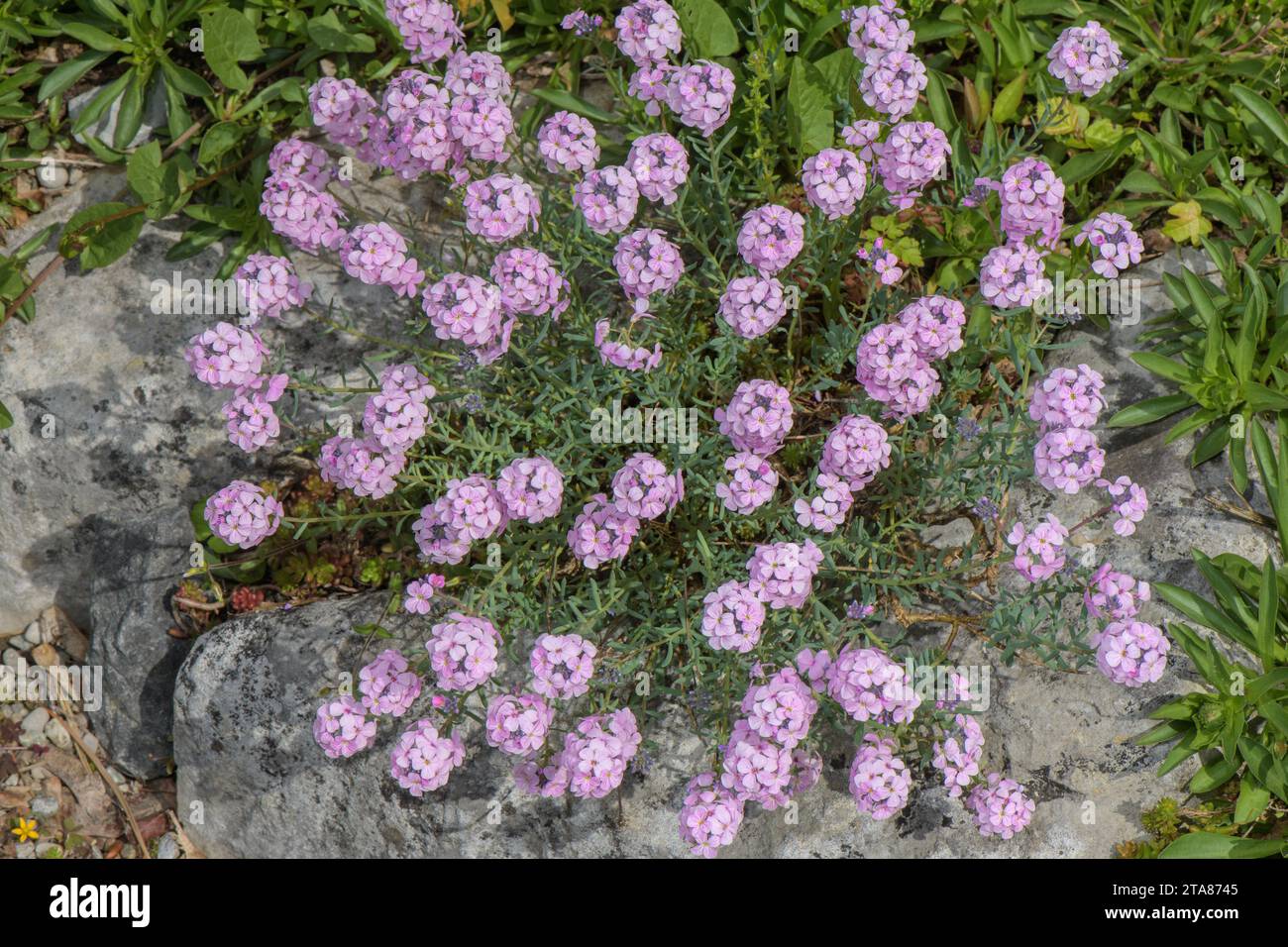 Fragrant Persian Stonecress, Aethionema schistosum, in cultivation; from Iran and Turkey. Stock Photo