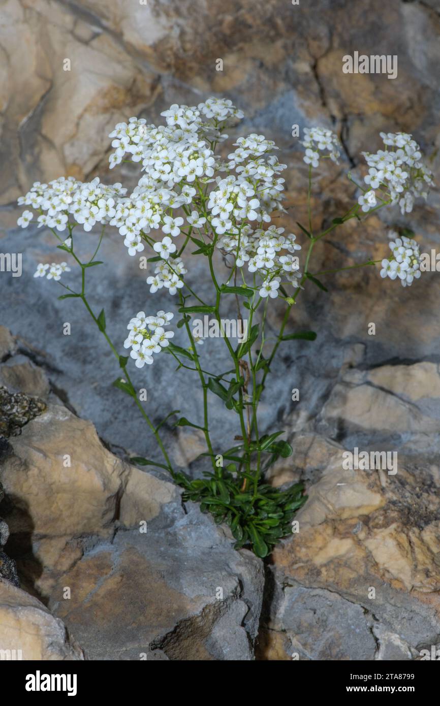 Rock scurvy grass, Kernera saxatilis, in flower on limestone rock face. Vercors. Stock Photo
