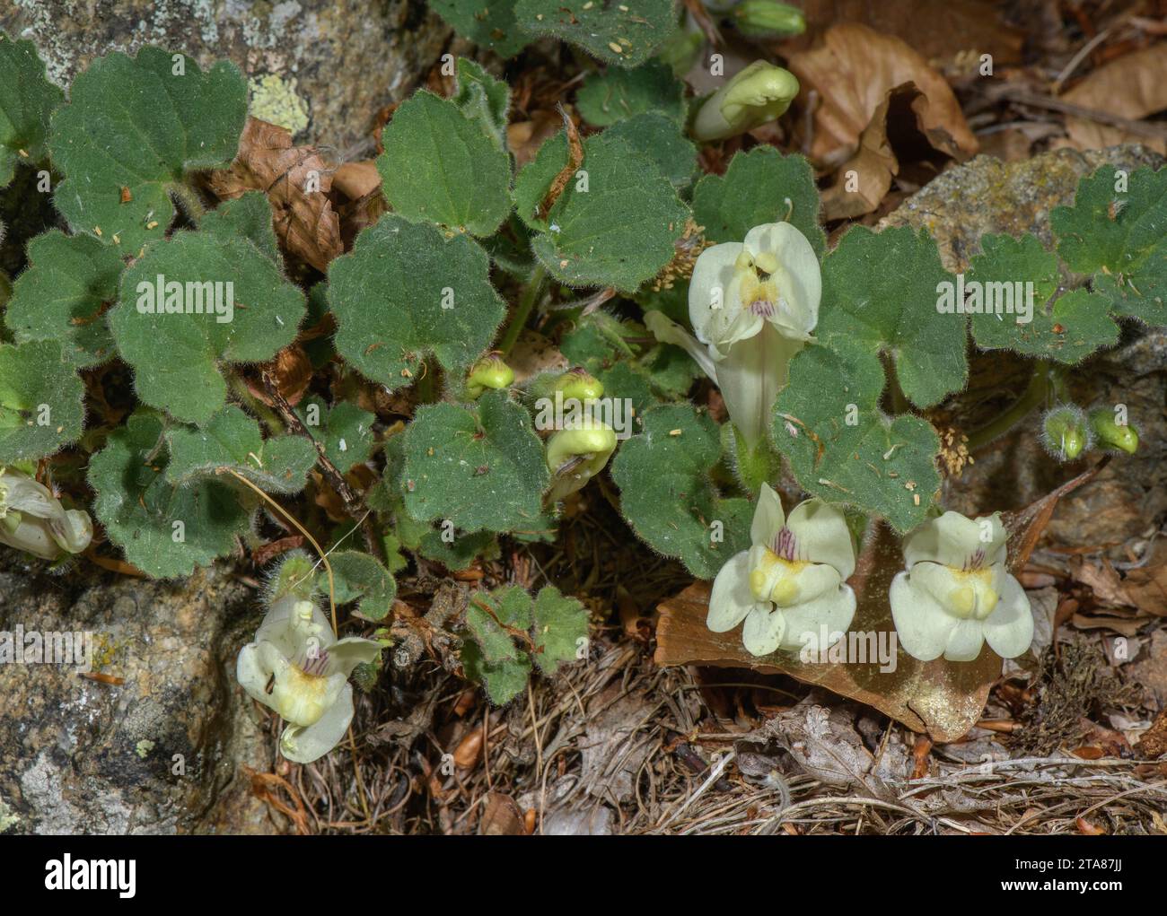 Creeping Snapdragon, Asarina procumbens, in flower on acid rock, Pyrenees. Stock Photo