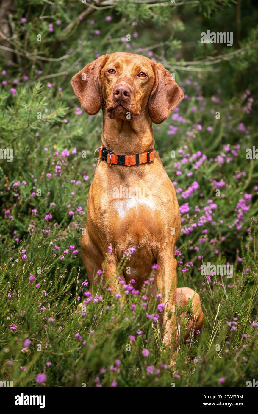 Sprizsla dog - light fawn colour Vizsla Springer Spaniel cross - sitting tall in the forest in Ascot near Windsor Great Park with heather all around Stock Photo