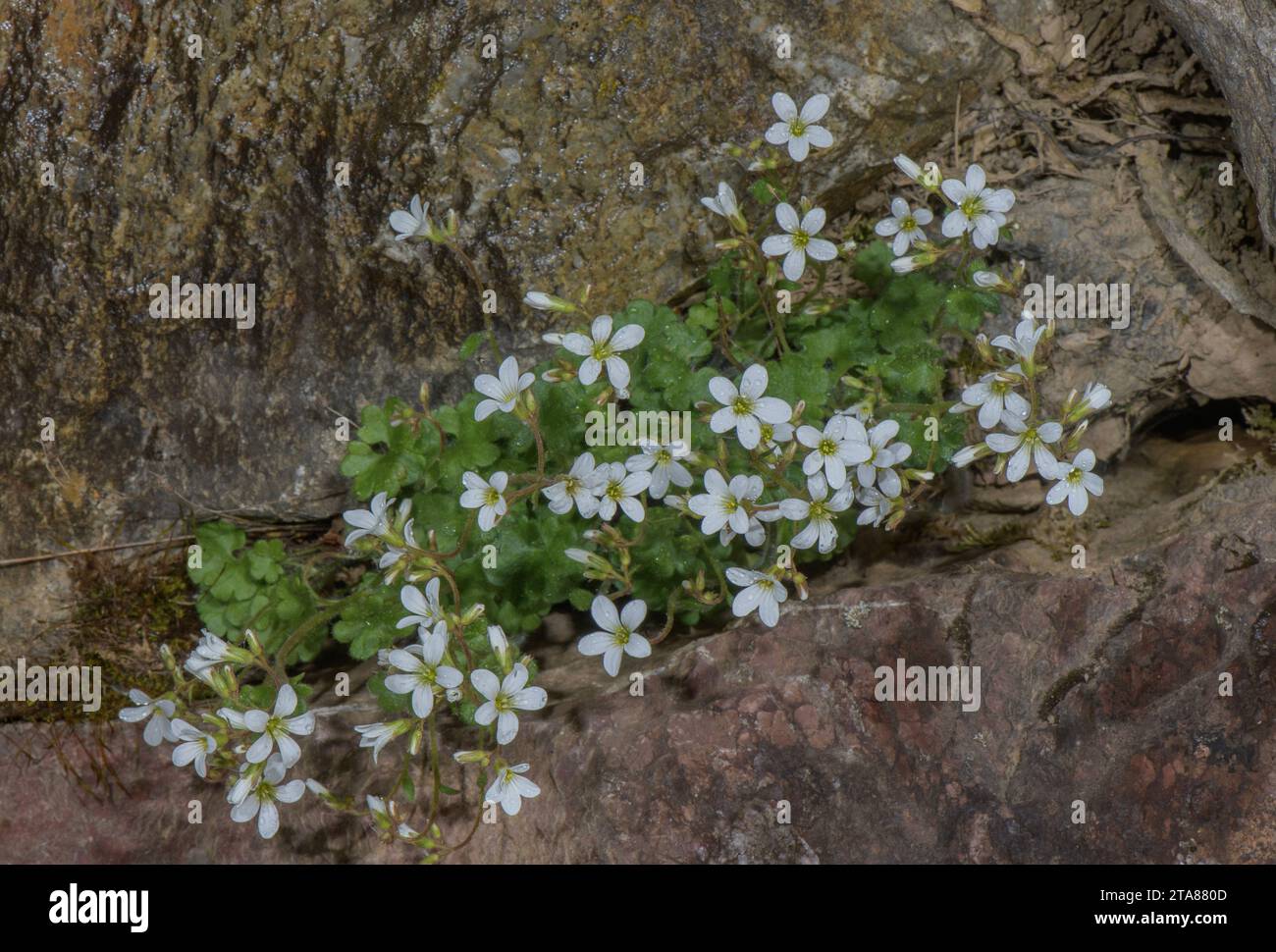 Meadow Saxifrage, Saxifraga granulata, in flower in clump in rock crevice, Pyrenees. Stock Photo
