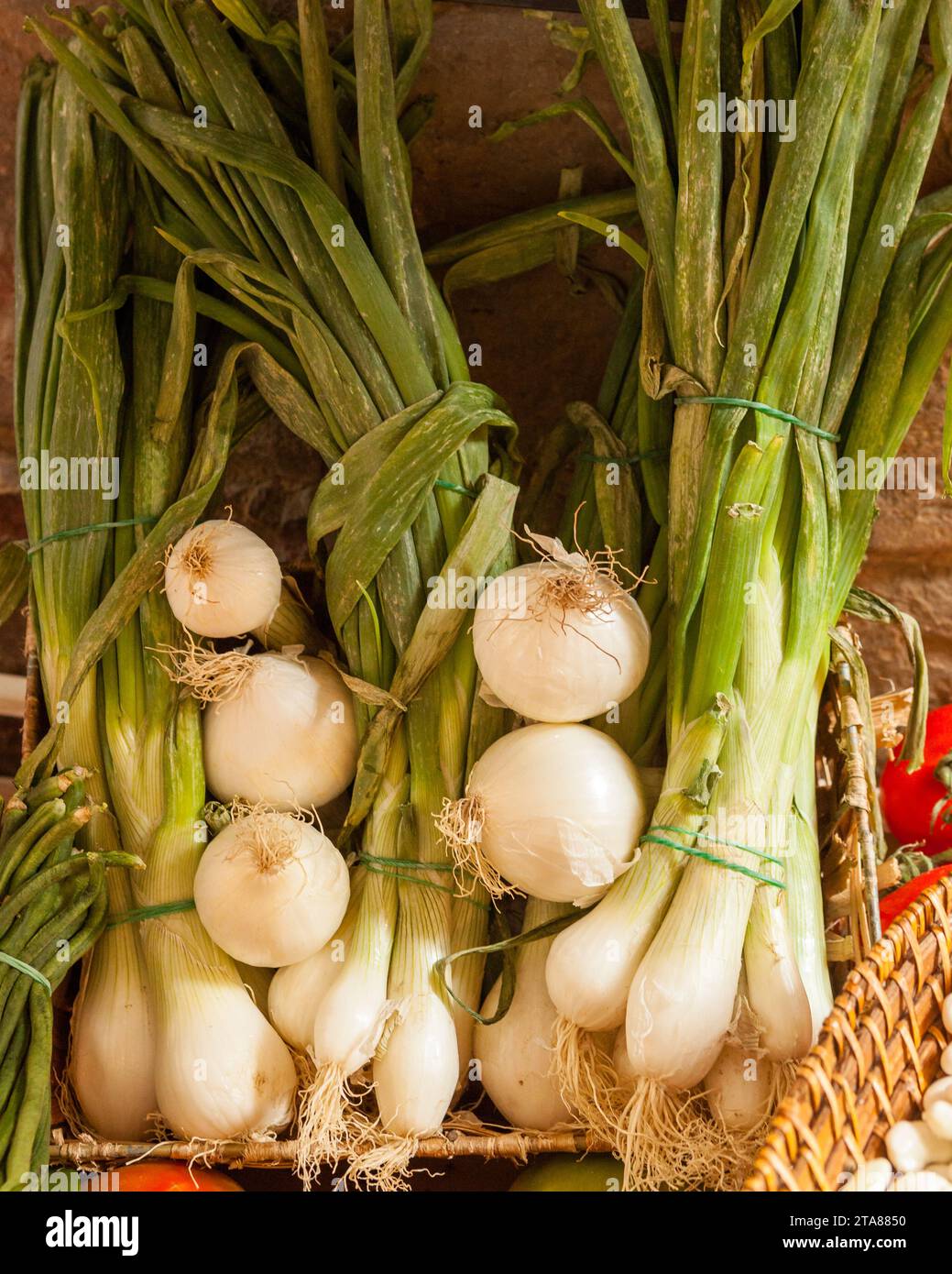Onions with and without stems arranged symmetrically, Florence, Italy. Stock Photo