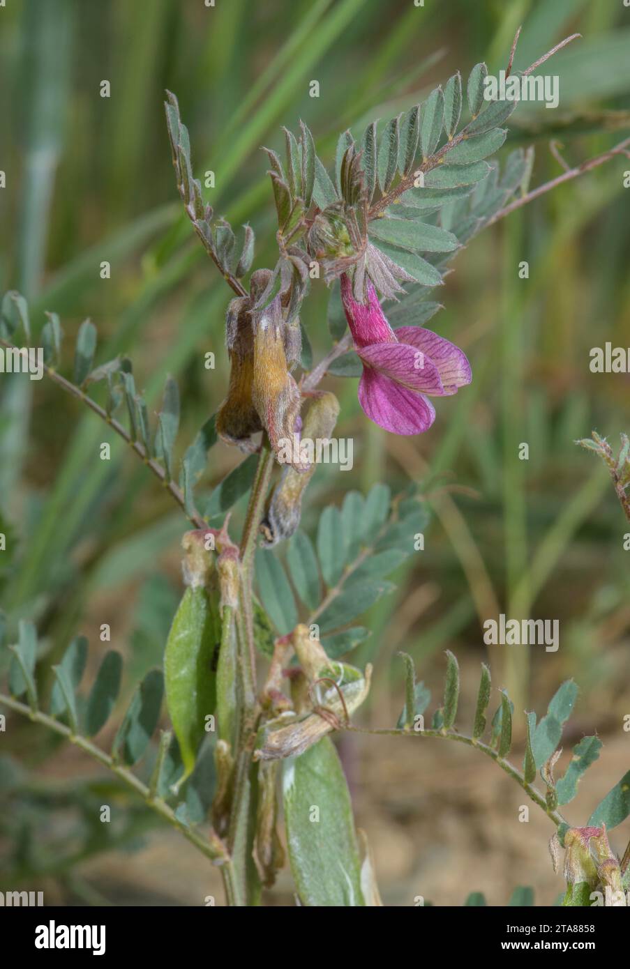 Purple form of Hungarian vetch, Vicia pannonica var. purpurascens growing as cornfield weed, Pyrenees. Stock Photo