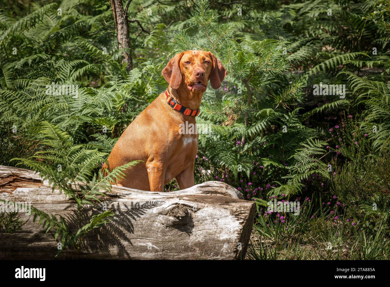 Sprizsla dog - light fawn colour Vizsla Springer Spaniel cross -sitting in the forest behind a fallen tree Stock Photo