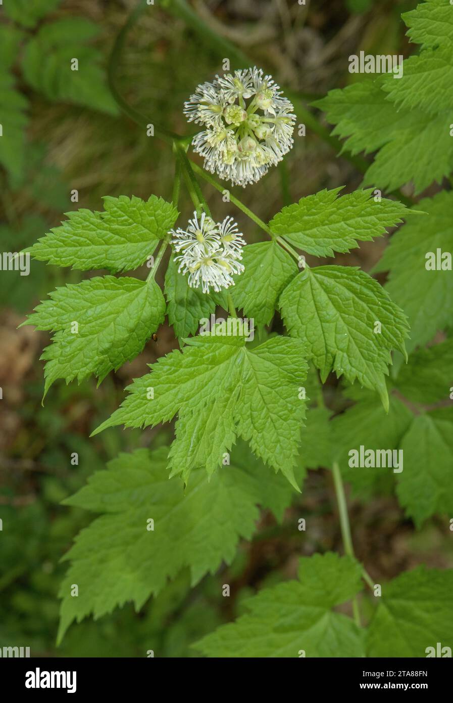 Baneberry, Actaea spicata in flower in limestone woodland. Stock Photo