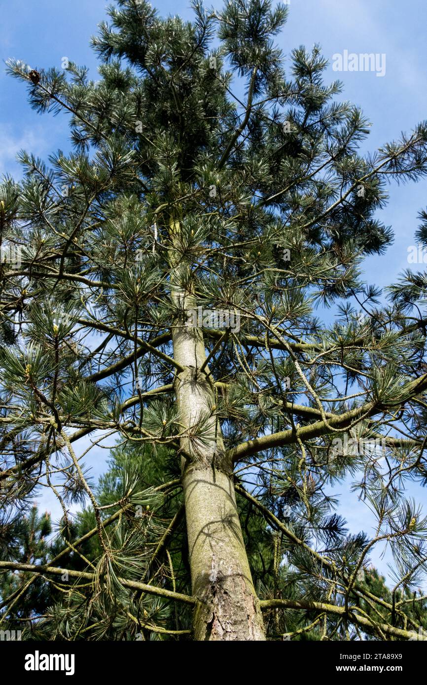 Pinus flexilis, Tree, Limber Pine, Old, Shaped, Tree trunk, Limbertwig, Pine, Rocky Mountain White Pine, Form, Growth Pinus flexilis 'Firmament' Stock Photo