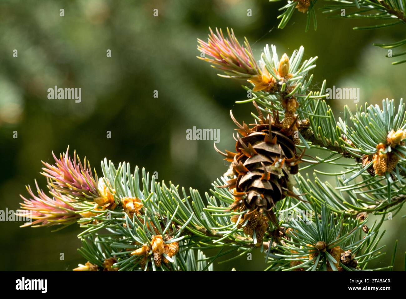 Pseudotsuga menziesii, Branch, Douglas Fir, Shoots, Cone, Foliage, Twig, Nature Stock Photo