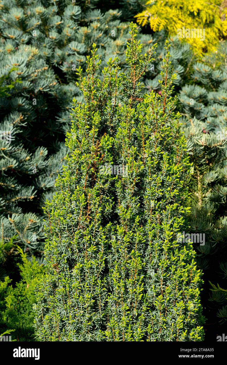 Common juniper, Juniperus communis 'Arnold' in garden Stock Photo