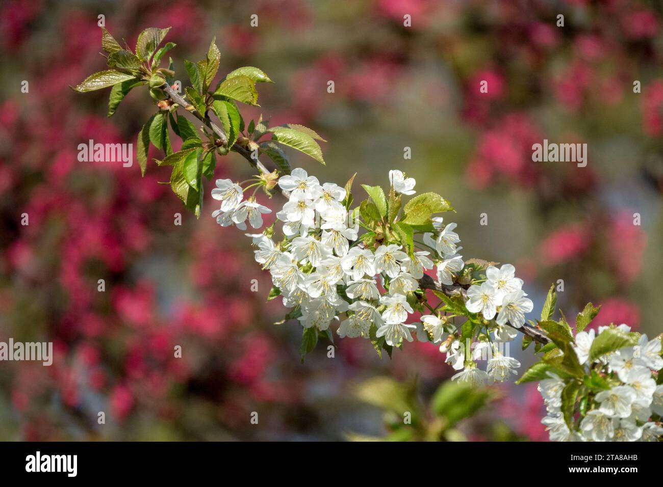 Apple blossoms and branch Stock Photo