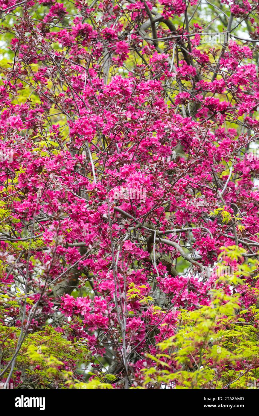 Spring, Crabapple, Blossoms, Malus, Pink, Season Stock Photo