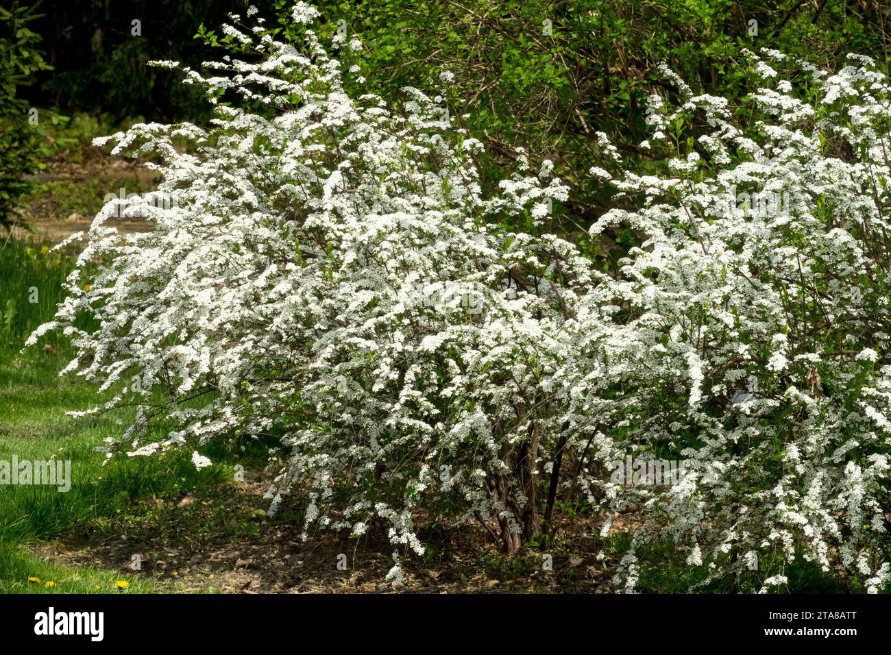 Spring, flowering, Shrub, Spiraea × arguta, Garland Spirea, White, blooms in Garden Spiraea × arguta 'Bridal Wreath' Stock Photo