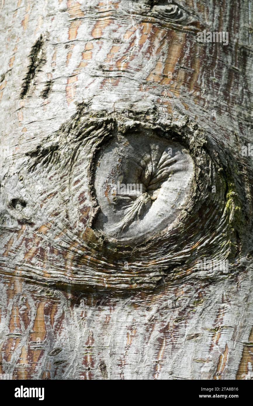 maple tree bark with knot Stock Photo