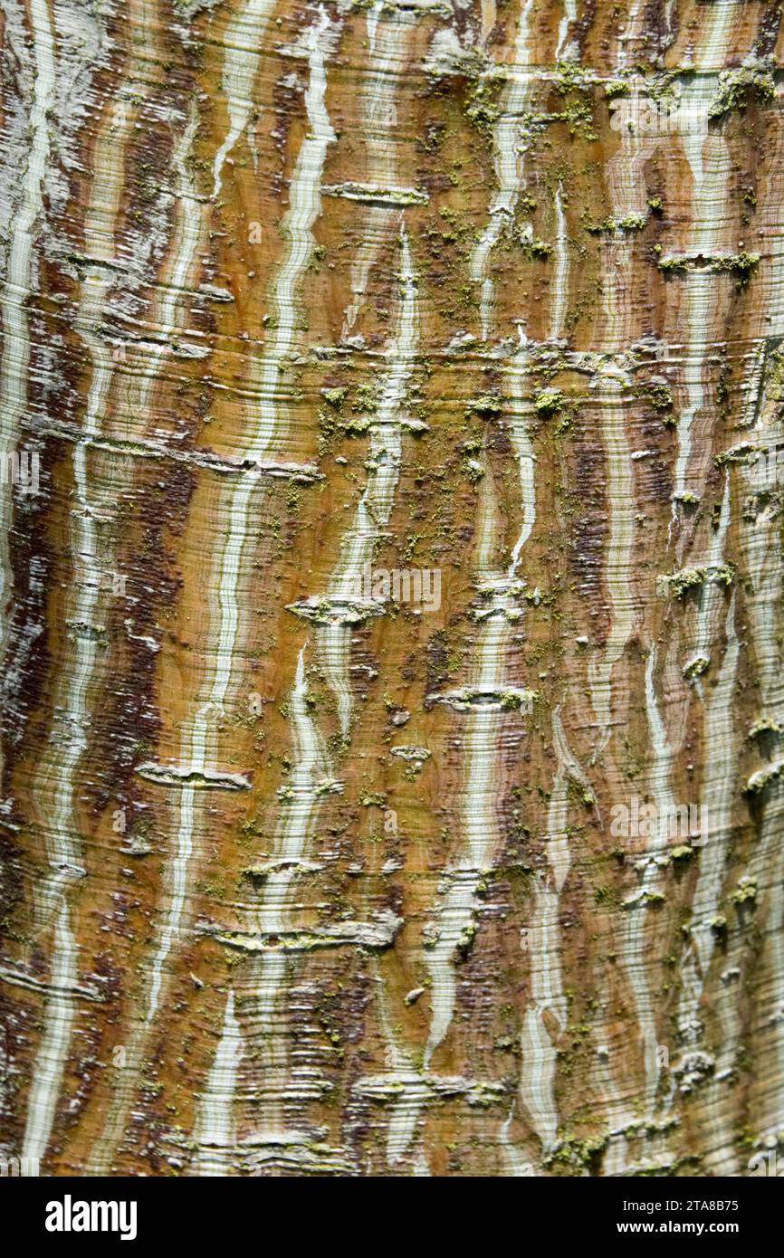 Tree bark texture of maple peel Stock Photo
