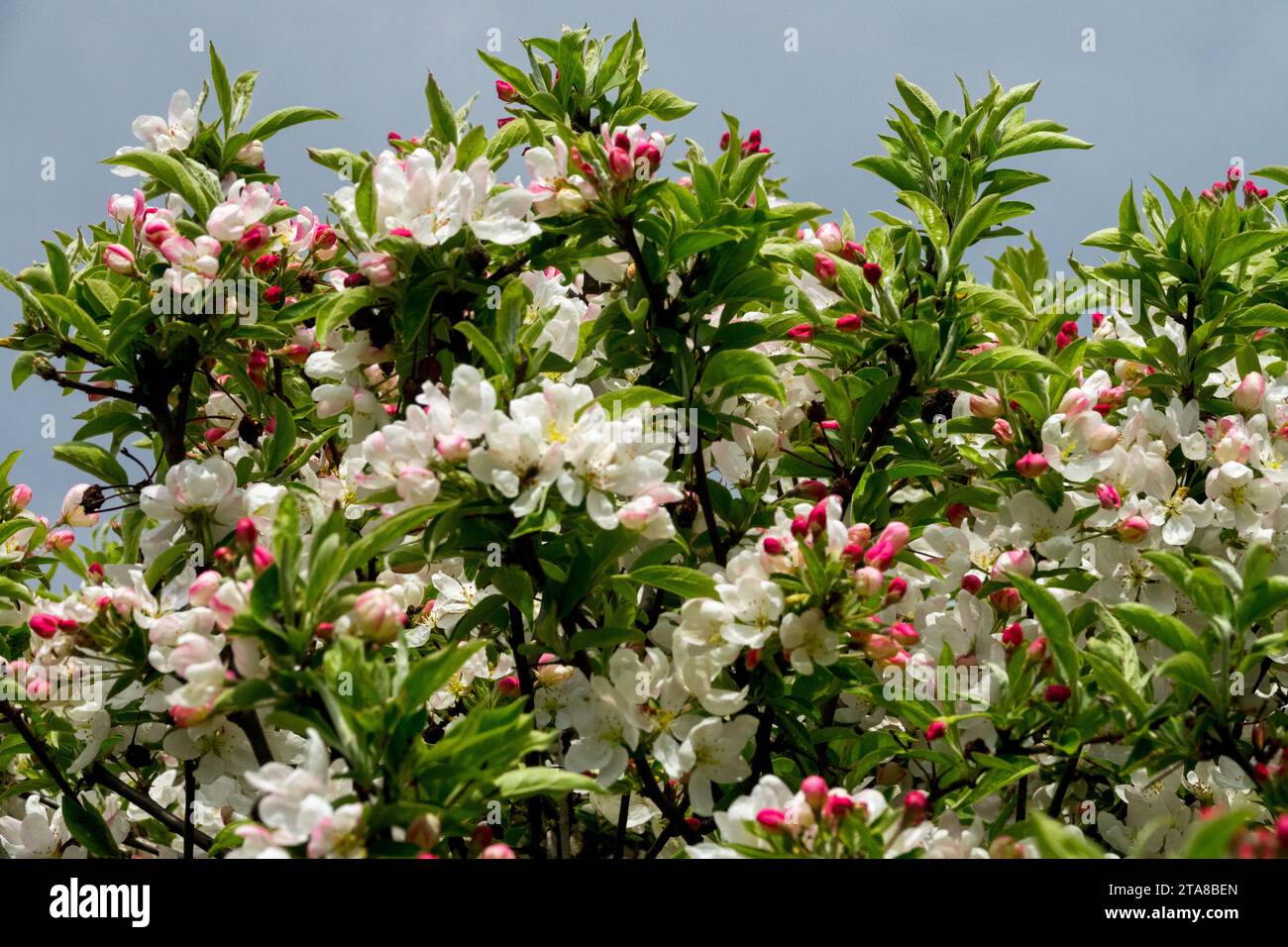 Crabapple, Malus, Crab Apple, Blooming, Malus PomZai, Flower, Spring